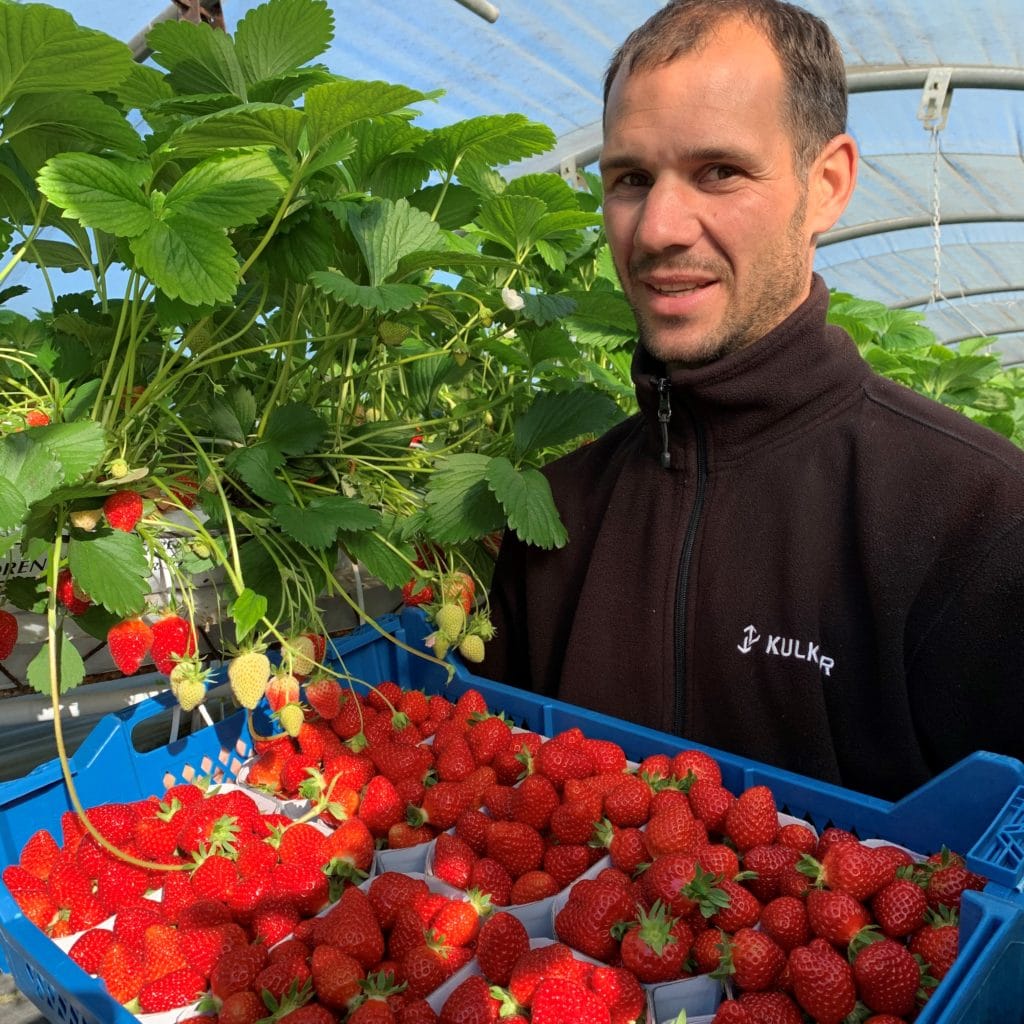 Anthony Merlet en charge de la culture et de la récolte des fraises à La Fraiseraie de Pornic
