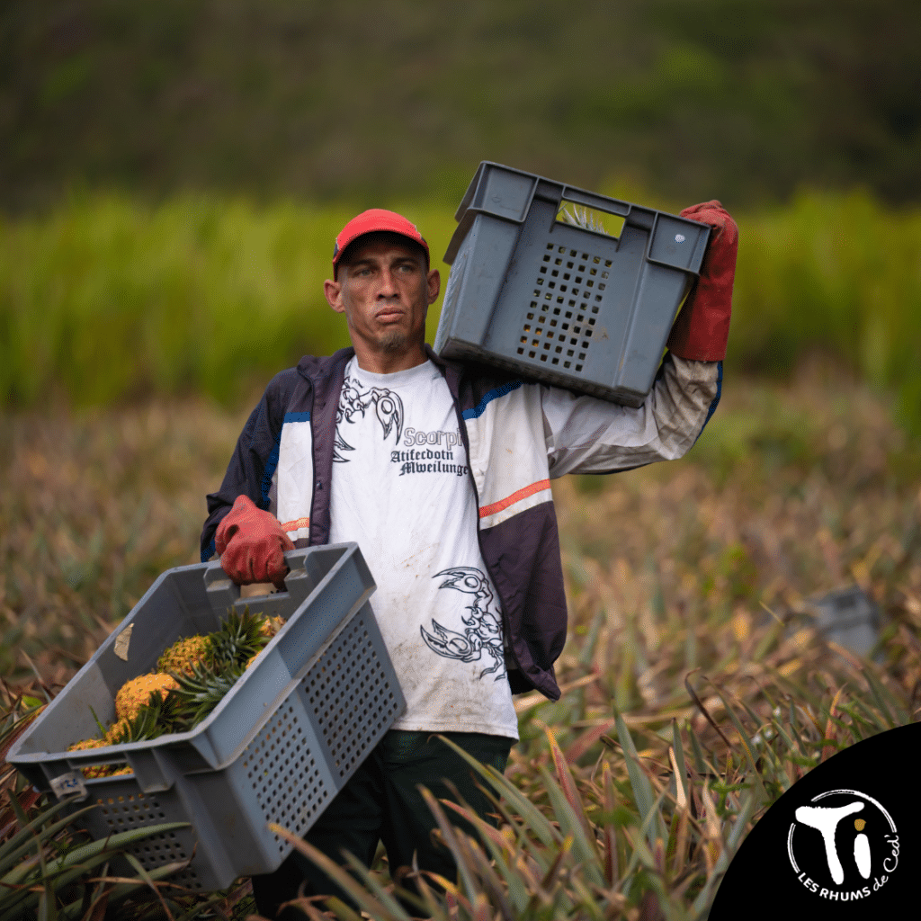 Producteur d'ananas Victoria sur l'île de la Réunion