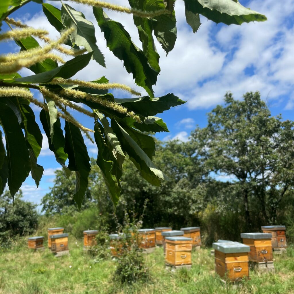 Un miel de châtaigner récolté exclusivement en France